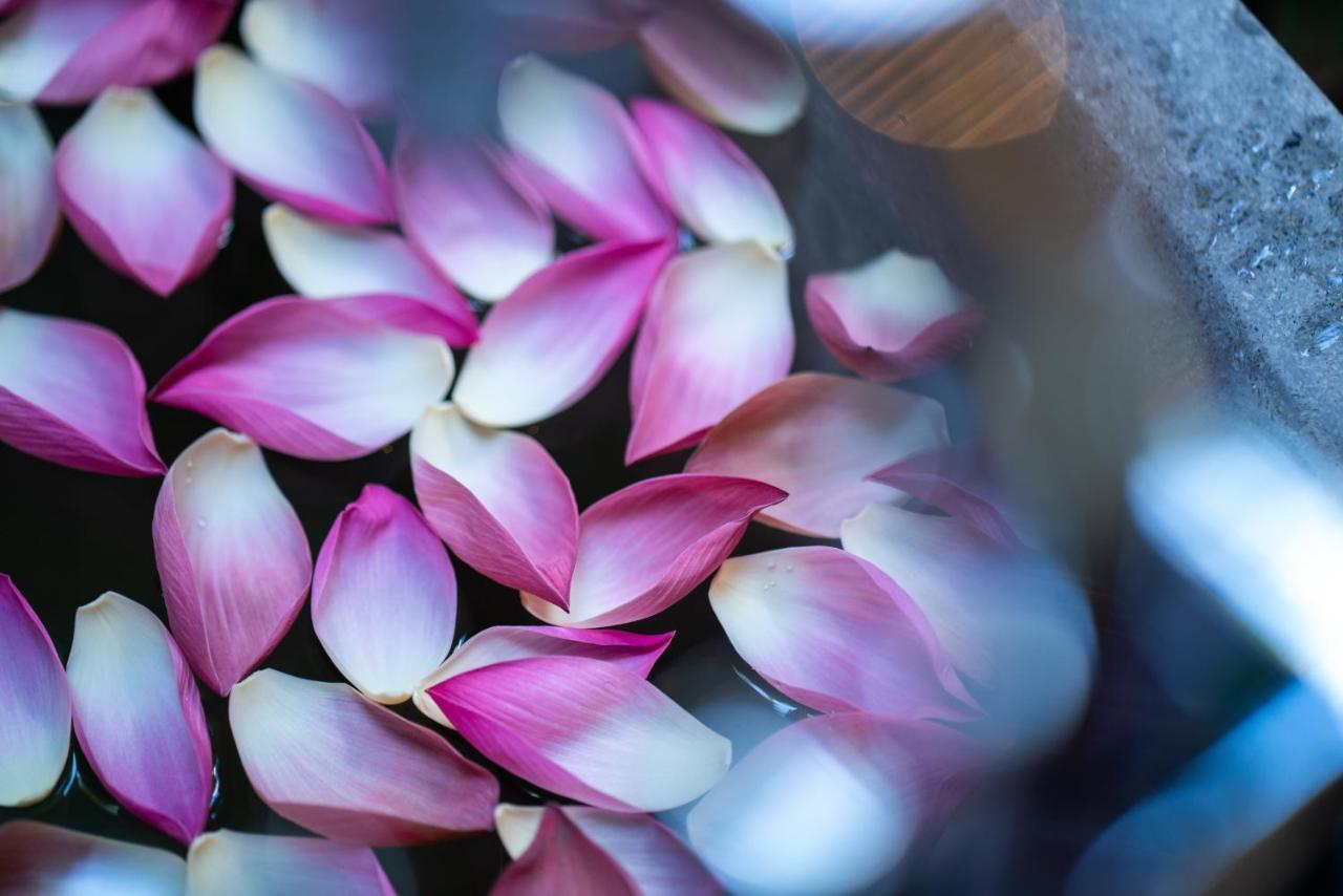 Shintana Saya La Maison Siem Reap Exteriér fotografie Lotus petals